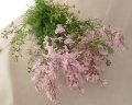 Delphinium Larkspur Pink